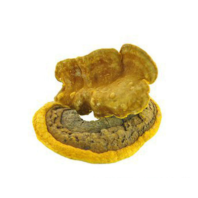 Food Grade Organic Phellinus Linteus Extract 30% 50% 60%
