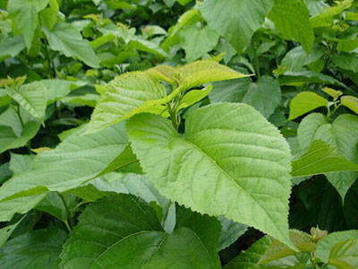 Natural Mulberry Leaf Extract Powder Folium Mori Extract