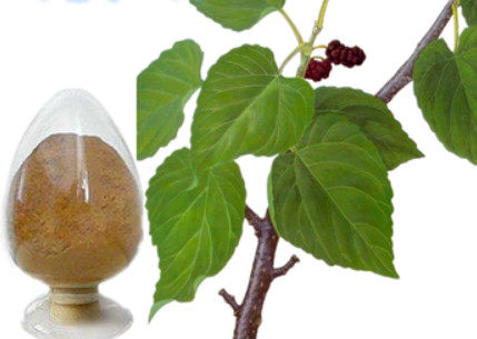 Food Grade Mulberry Leaf Extract Powder Deoxynojirimycin