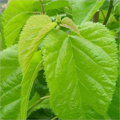 Food Grade Mulberry Leaf Extract Powder Deoxynojirimycin