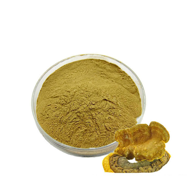 Food Grade Organic Phellinus Linteus Extract 30% 50% 60%