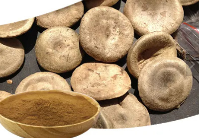 artificial planting Pure Plant Extracts Fructus Corni Extract Loganin 10%